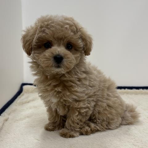 三重県のハーフ犬・ミックス犬 (ペットアミ 松阪店/2026年1月3日生まれ/男の子/アプリコット)の子犬の4枚目の画像