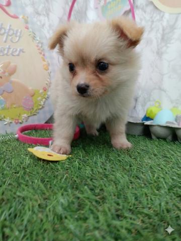 チワワ（ロングコート）