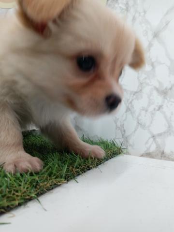 チワワ（ロングコート）