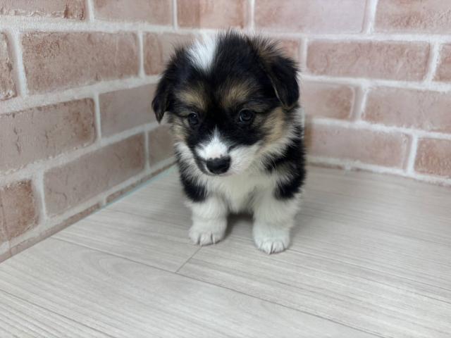 埼玉県のウェルシュコーギーペンブローク (NICO PET さいたま新都心店/2026年1月3日生まれ/女の子/ブラックタンホワイト)の子犬