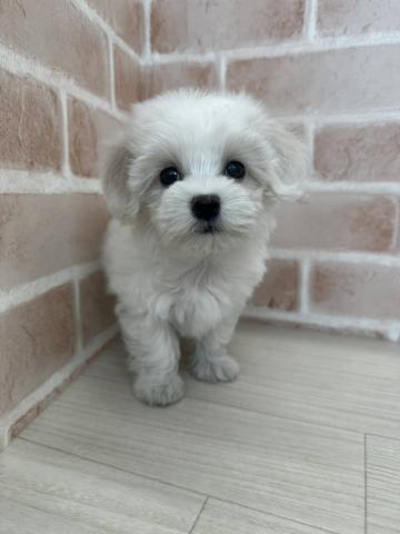 埼玉県のハーフ犬・ミックス犬 (NICO PET さいたま新都心店/2025年12月14日生まれ/女の子/ホワイト)の子犬