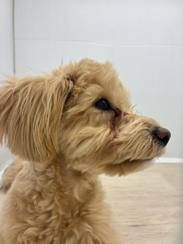 石川県のマルプー(マルチーズ×プードル) (ペットアミ 津幡店/2025年10月1日生まれ/男の子/その他色)の子犬の4枚目の画像