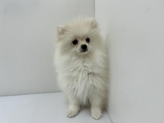 ポメラニアン
