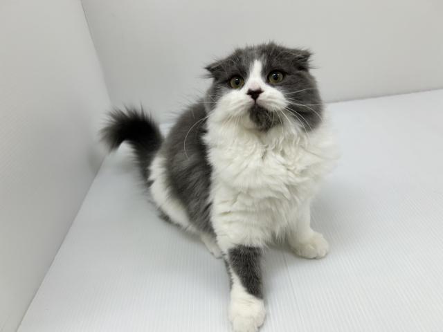 スコティッシュフォールド