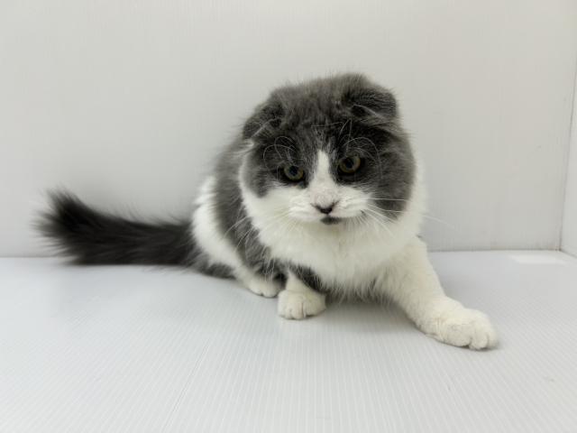 スコティッシュフォールド