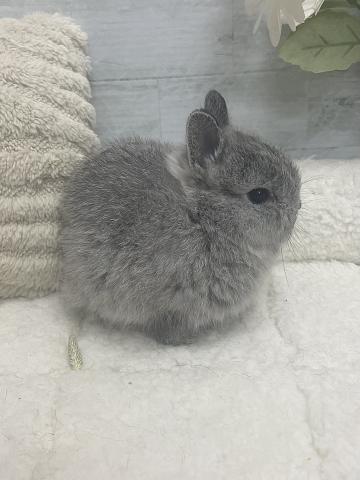 ネザーランドドワーフ