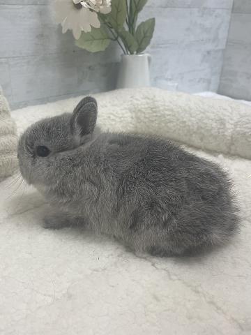 ネザーランドドワーフ