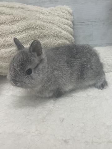 ネザーランドドワーフ