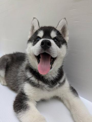 宮城県のシベリアンハスキー (ペットアミ 佐沼店/2025年12月20日生まれ/男の子/ブラックホワイト)の子犬の4枚目の画像