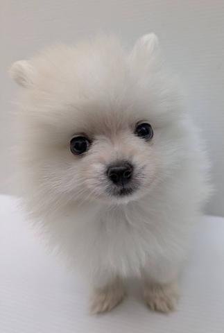 宮城県のポメラニアン (ペットアミ 佐沼店/2025年12月27日生まれ/男の子/クリーム)の子犬の3枚目の画像