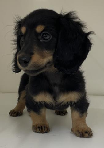 ミニチュアダックスフンド