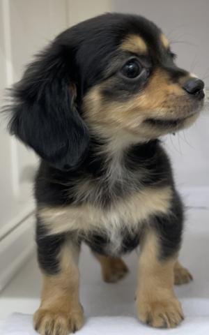 三重県のハーフ犬(ミニチュアダックス×チワワ) (ペットアミ 明和店/2026年1月3日生まれ/男の子/ブラックタン)の子犬の2枚目の画像