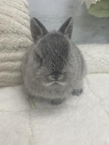 ネザーランドドワーフ