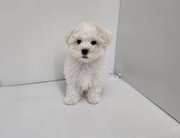 新潟県のマルチーズ (ペットアミ 長岡店/2025年12月13日生まれ/男の子/ホワイト)の子犬の1枚目の画像