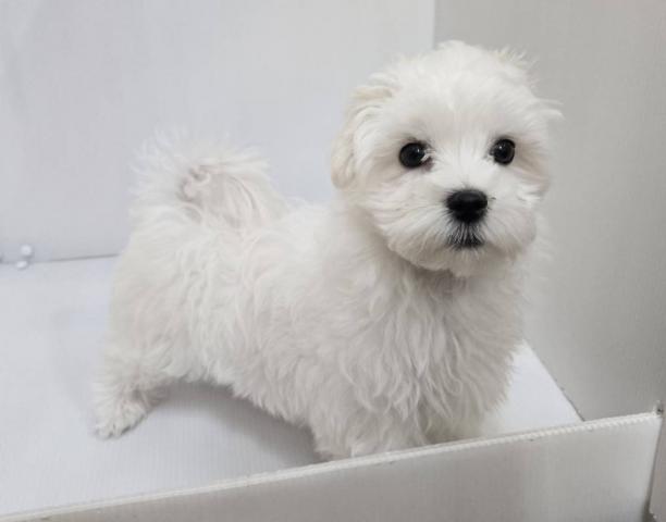 新潟県のマルチーズ (ペットアミ 長岡店/2025年12月13日生まれ/男の子/ホワイト)の子犬の2枚目の画像