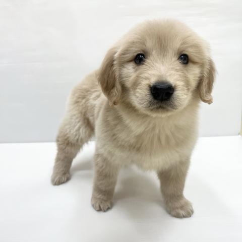 ゴールデンレトリーバー