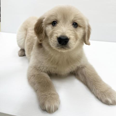 ゴールデンレトリーバー