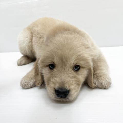 ゴールデンレトリーバー