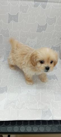 富山県のペキプー(ペキニーズ×プードル) (ペットアミ宮野店/2026年1月23日生まれ/女の子/その他色)の子犬の2枚目の画像