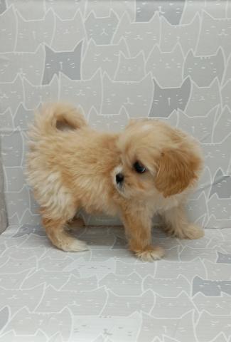 富山県のペキプー(ペキニーズ×プードル) (ペットアミ宮野店/2026年1月23日生まれ/女の子/その他色)の子犬の3枚目の画像