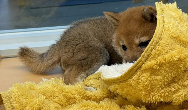 新潟県の柴犬(標準サイズ) (ペットアミ 六日町店/2025年11月22日生まれ/男の子/赤)の子犬の3枚目の画像