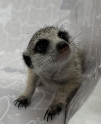 ミーアキャット