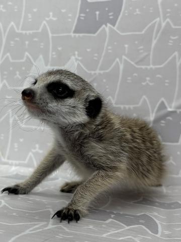 ミーアキャット