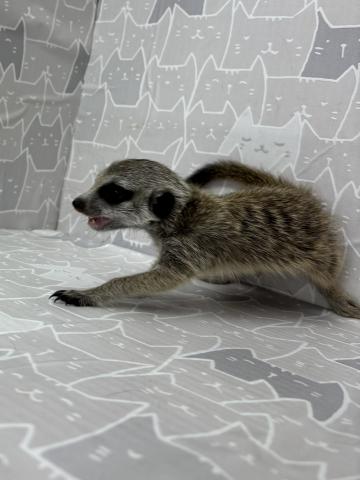 ミーアキャット