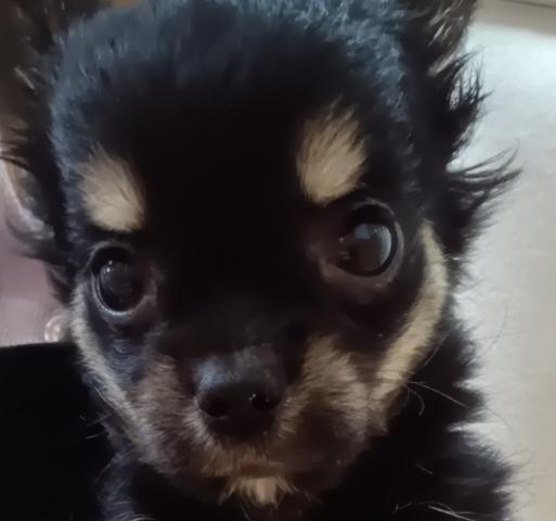 チワワ(ロングコート)