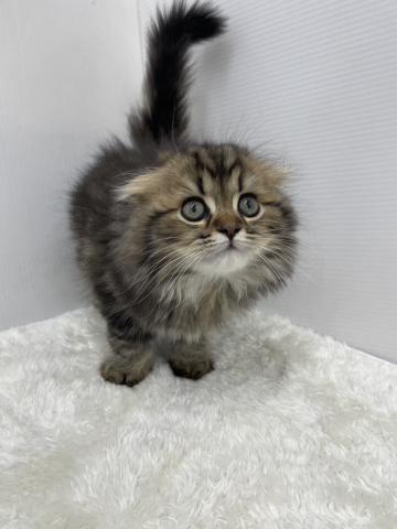 和歌山県のスコティッシュフォールド (ペットアミ 那賀店/2026年1月11日生まれ/男の子/ブラウンタビー)の子猫の3枚目の画像