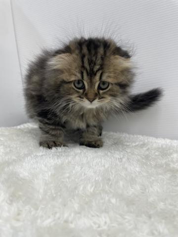 和歌山県のスコティッシュフォールド (ペットアミ 那賀店/2026年1月11日生まれ/男の子/ブラウンタビー)の子猫の4枚目の画像