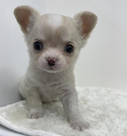 和歌山県のチワワ(ロング) (ペットアミ 那賀店/2026年1月2日生まれ/女の子/クリーム)の子犬の1枚目の画像