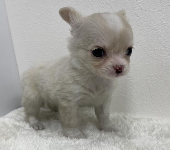 和歌山県のチワワ(ロング) (ペットアミ 那賀店/2026年1月2日生まれ/女の子/クリーム)の子犬の4枚目の画像