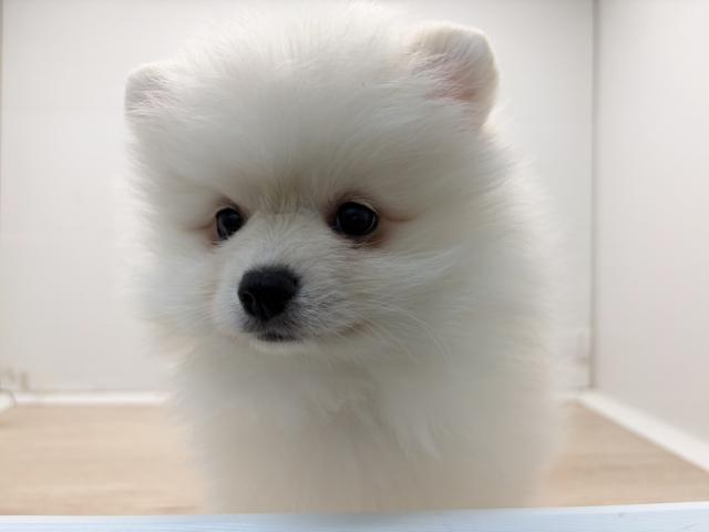 石川県のポメラニアン (ペットアミ 津幡店/2026年1月24日生まれ/男の子/クリーム)の子犬の2枚目の画像