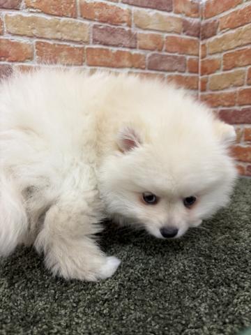 石川県のポメラニアン (ペットアミ 津幡店/2026年1月24日生まれ/男の子/クリーム)の子犬の4枚目の画像