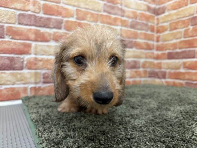 石川県のミニチュアダックスフンド(ワイヤー) (ペットアミ 津幡店/2026年1月18日生まれ/男の子/レッドダップル)の子犬の2枚目の画像