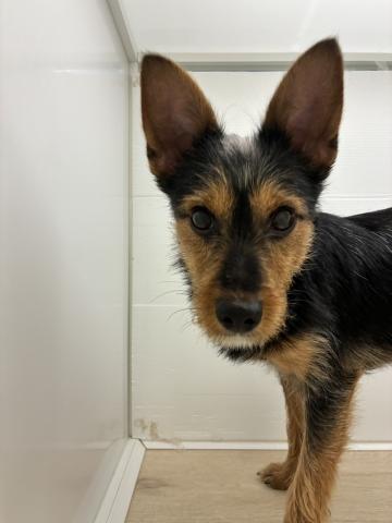 MIXミニチュアシュナウザー×ヨークシャーテリア