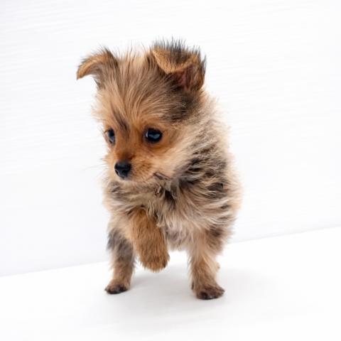 和歌山県のハーフ犬・ミックス犬 (ペットアミ 岩出店/2025年11月8日生まれ/女の子/その他色)の子犬の2枚目の画像