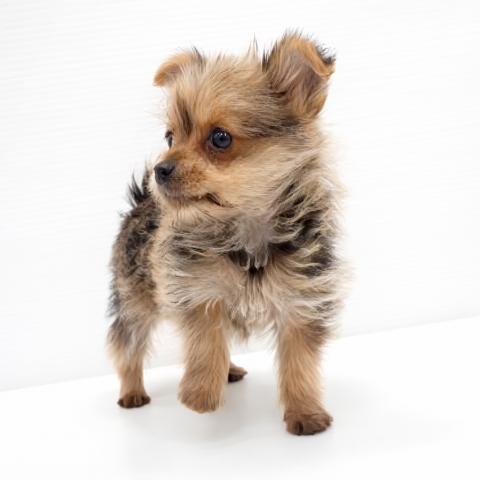 和歌山県のハーフ犬・ミックス犬 (ペットアミ 岩出店/2025年11月8日生まれ/女の子/その他色)の子犬の3枚目の画像