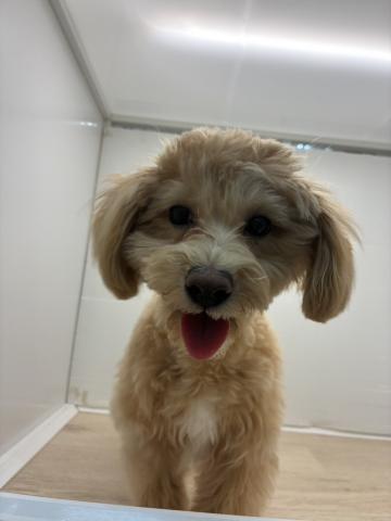 MIXマルチーズ×トイプードル