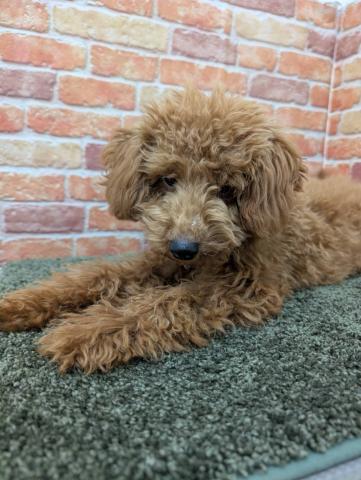 石川県のトイプードル(トイ) (ペットアミ 津幡店/2025年10月6日生まれ/男の子/レッド)の子犬の3枚目の画像