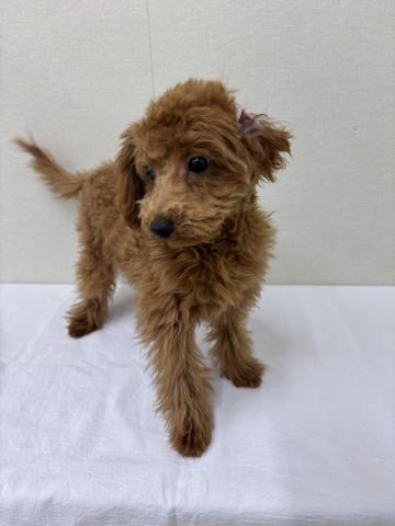 富山県のトイプードル(トイ) (ペットアミ宮野店/2025年10月24日生まれ/男の子/レッド)の子犬の3枚目の画像