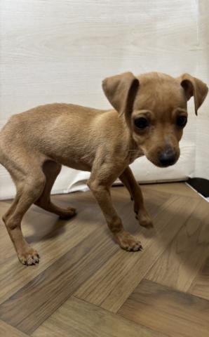 ミニチュアピンシャー