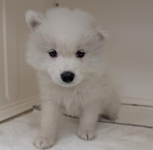 三重県のサモエド (ペットアミ 名張店/2026年1月3日生まれ/男の子/ホワイト)の子犬の2枚目の画像
