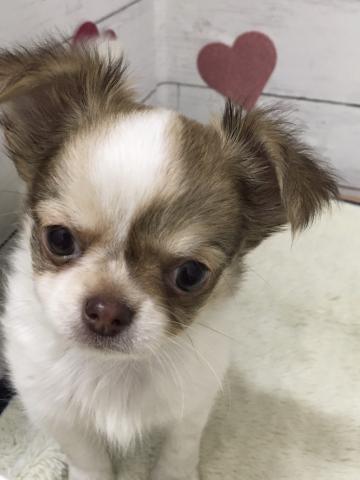 チワワ(ロングコート)子犬