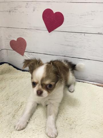 チワワ(ロングコート)子犬