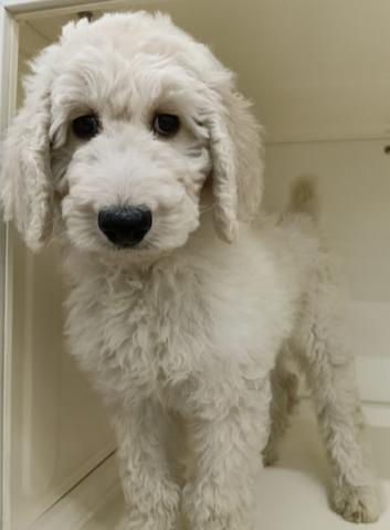 スタンダードプードル