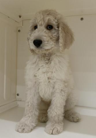 秋田県のスタンダードプードル (ペットアミ 本荘インター店/2025年11月17日生まれ/男の子/ホワイト)の子犬の2枚目の画像