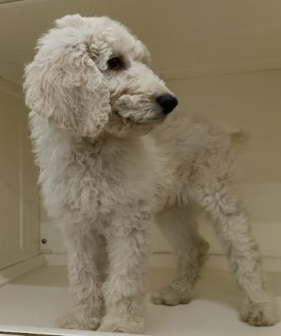 秋田県のスタンダードプードル (ペットアミ 本荘インター店/2025年11月17日生まれ/男の子/ホワイト)の子犬の4枚目の画像