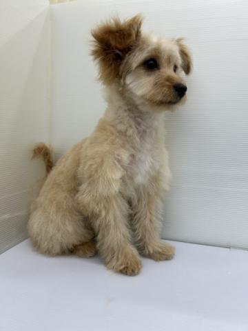 秋田県のハーフ犬・ミックス犬 (ペットアミ 本荘インター店/2025年12月1日生まれ/女の子/レッド)の子犬の2枚目の画像